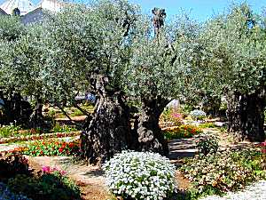 Gethsemane olive tree